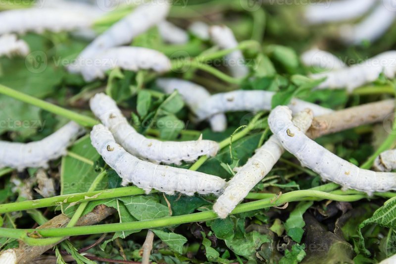 What Are Silkworms? A Complete Introduction