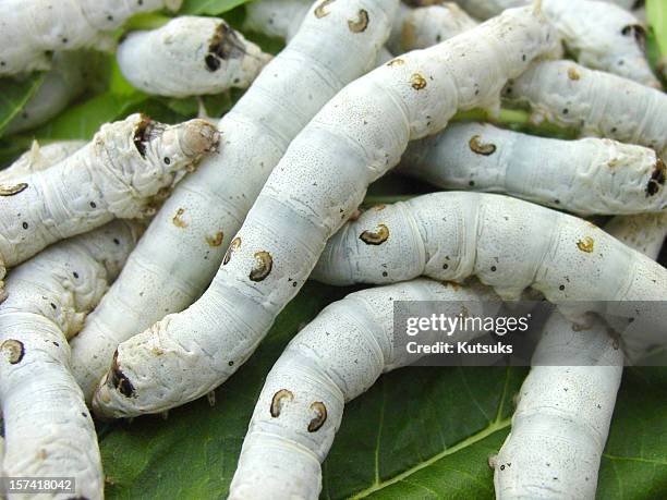 What Are Silkworms? A Complete Introduction