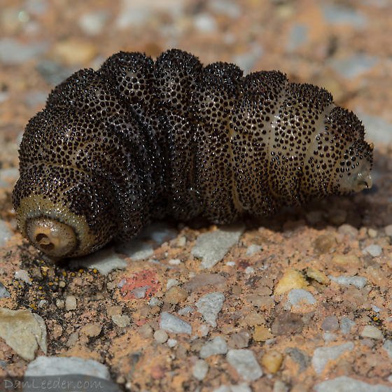 What Are Wolf Worms? A Guide To Botfly Larvae In Animals