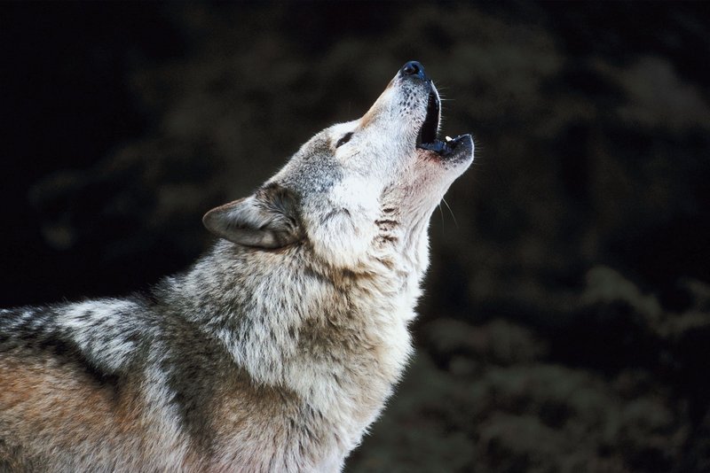 What Are Wolf Worms? A Guide To Botfly Larvae In Animals