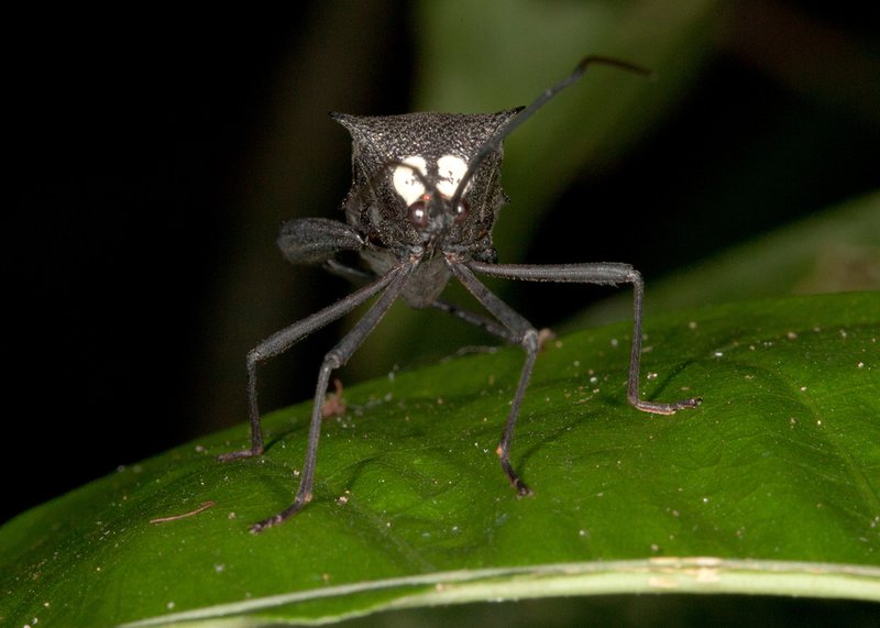 What Is A Acanthocephala? A Naturalist’S Overview