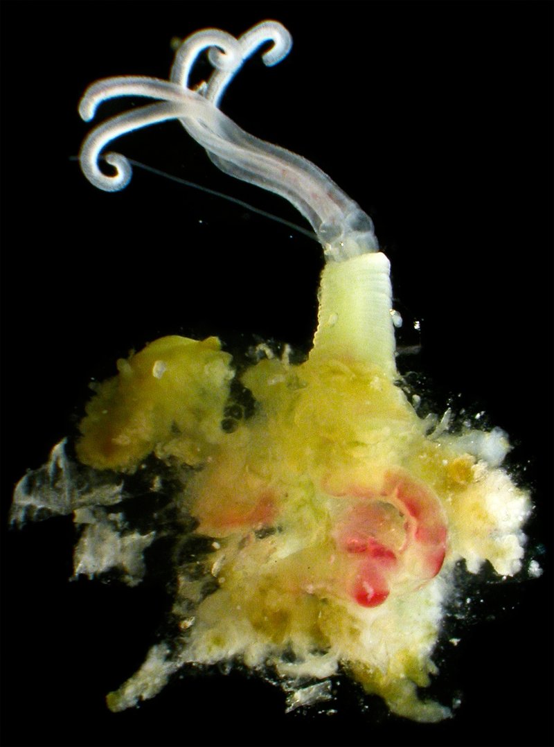 What Is A Bone-Eating Worm? A Naturalist’S Overview