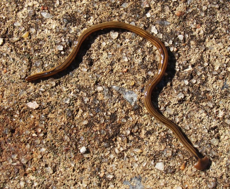 What Is A Flatworm? A Naturalist’S Overview