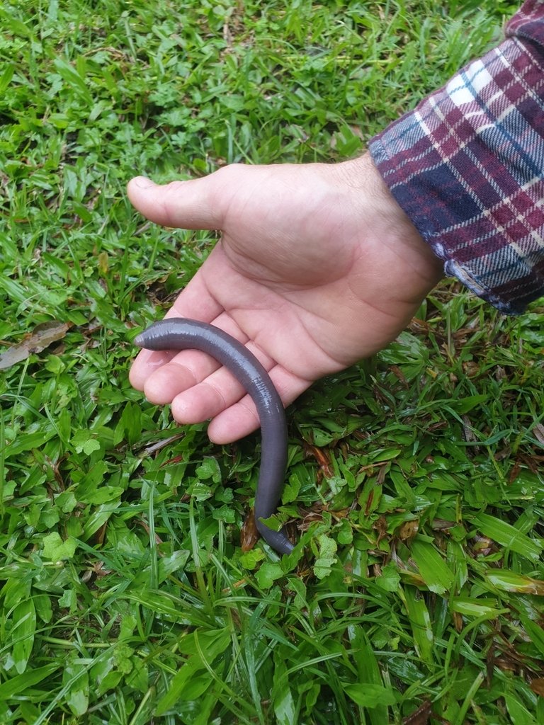 What Is A Giant Gippsland Earthworm? A Naturalist’S Overview
