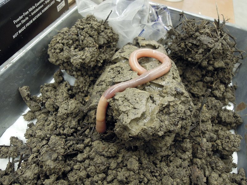 What Is A Giant Palouse Earthworm? A Naturalist’S Overview