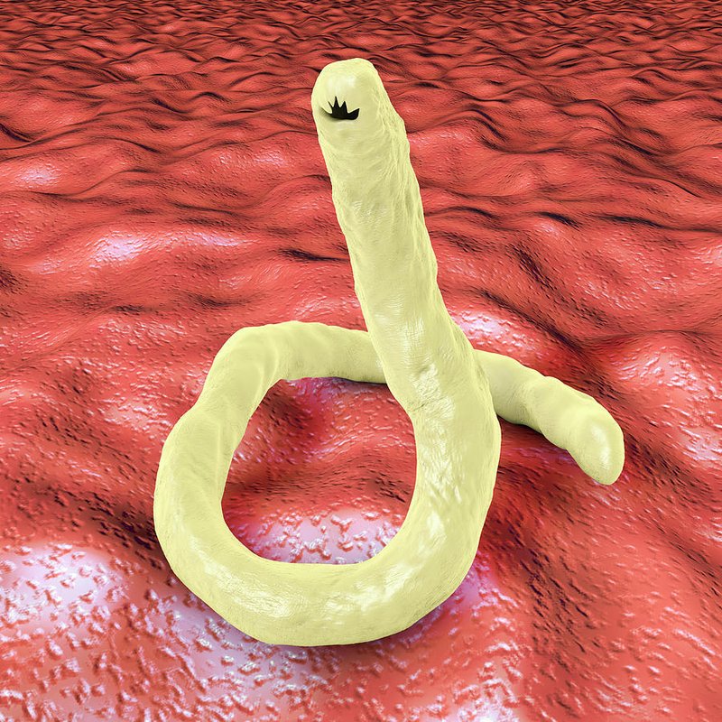 What Is A Hookworm? A Naturalist’S Overview