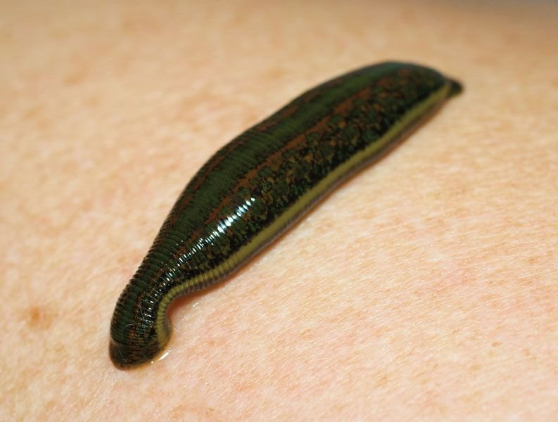 What Is A Leech? A Naturalist’S Overview