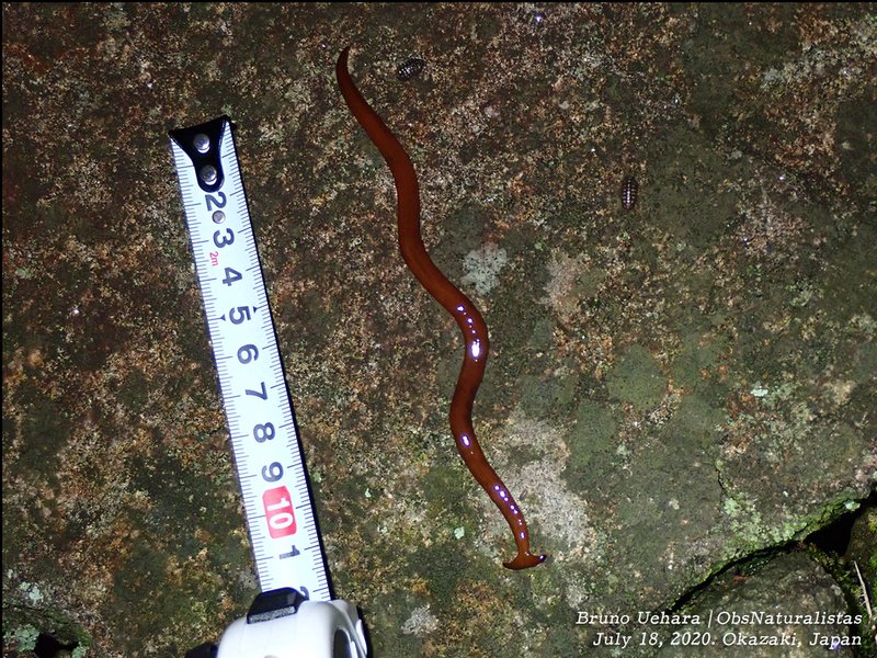 What Is A Malayan Hammerhead Worm? A Naturalist’S Overview