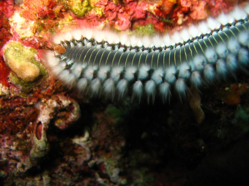 What Is A Marine Polychaete? A Naturalist’S Overview
