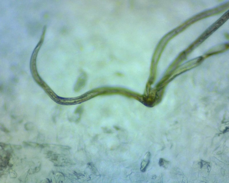 What Is A Nematomorph? A Naturalist’S Overview