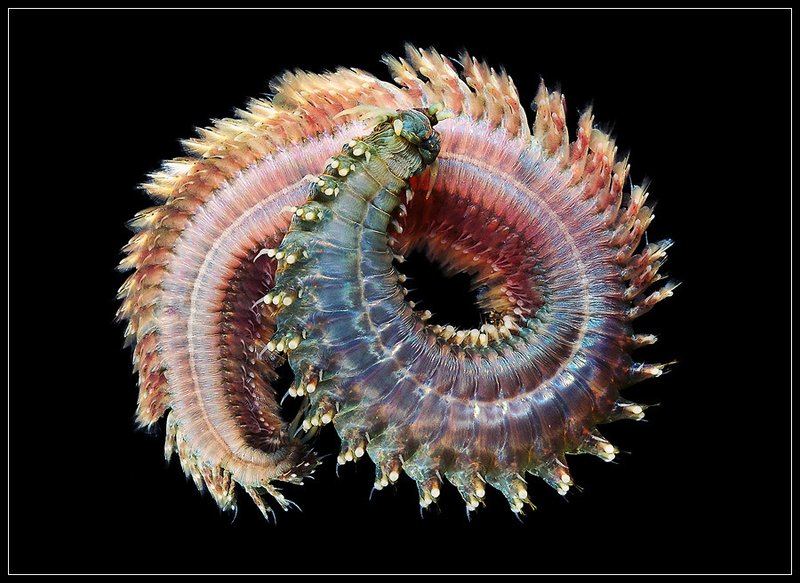 What Is A Nereis Virens? A Naturalist’S Overview