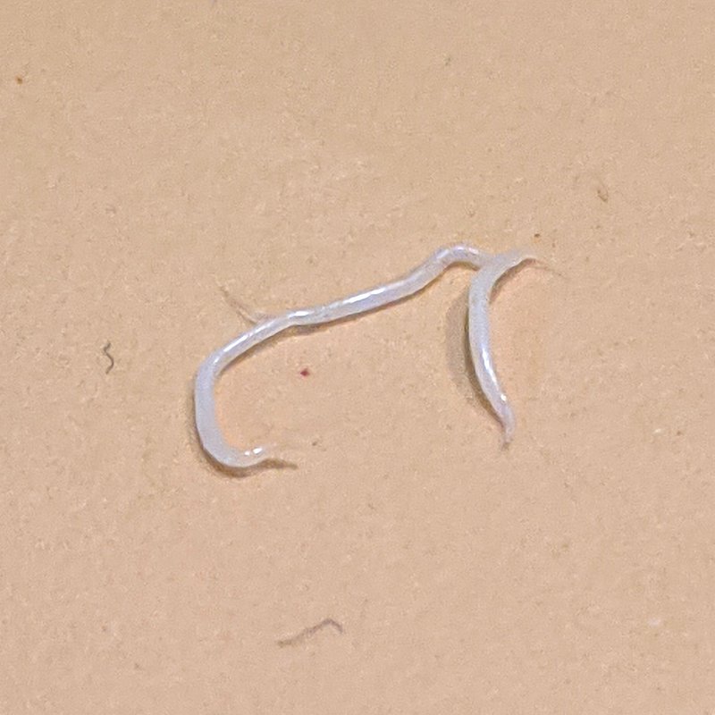 What Is A Pinworm? A Naturalist’S Overview