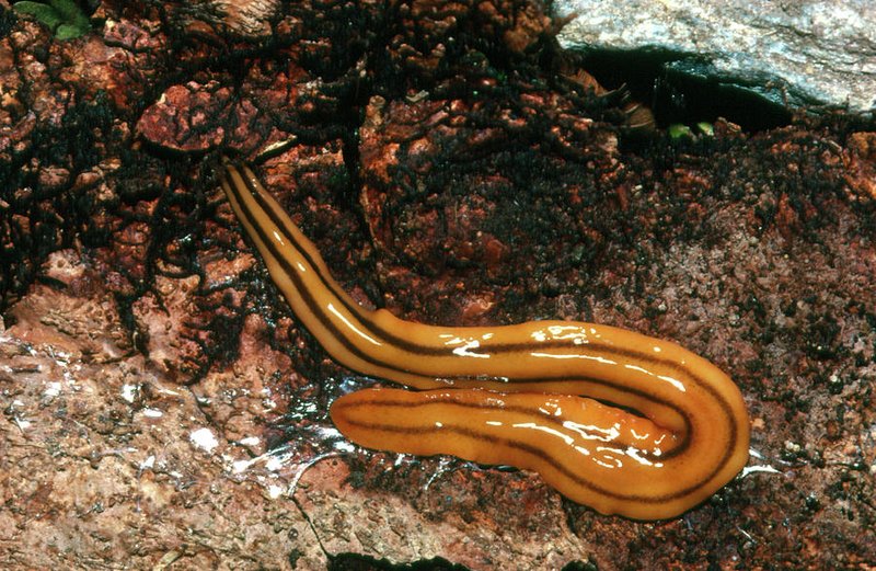 What Is A Planaria? A Naturalist’S Overview