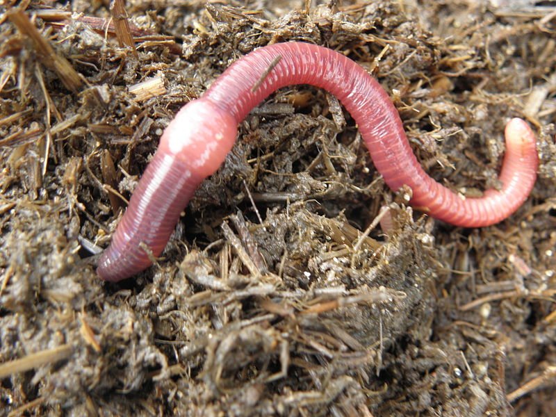 What Is A Red Wiggler? A Naturalist’S Overview