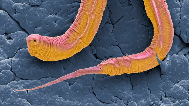 What Is A Roundworm? A Naturalist’S Overview