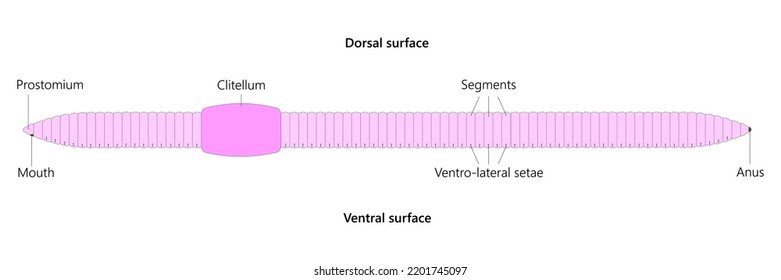 What Is A Segmented Worm? A Naturalist’S Overview