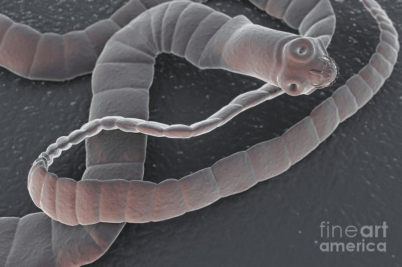 What Is A Tapeworm? A Naturalist’S Overview
