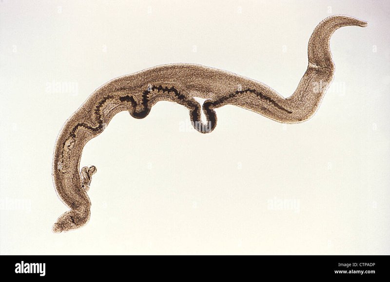 What Is A Trematode? A Naturalist’S Overview
