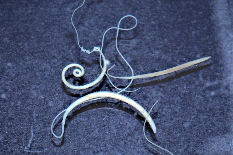 What Is A Whipworm? A Naturalist’S Overview