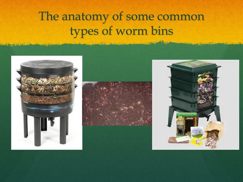 What Is A Worm Bin Worm? A Naturalist’S Overview