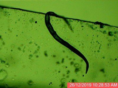 What Makes Small Mammals Vulnerable To Wolf Worms?