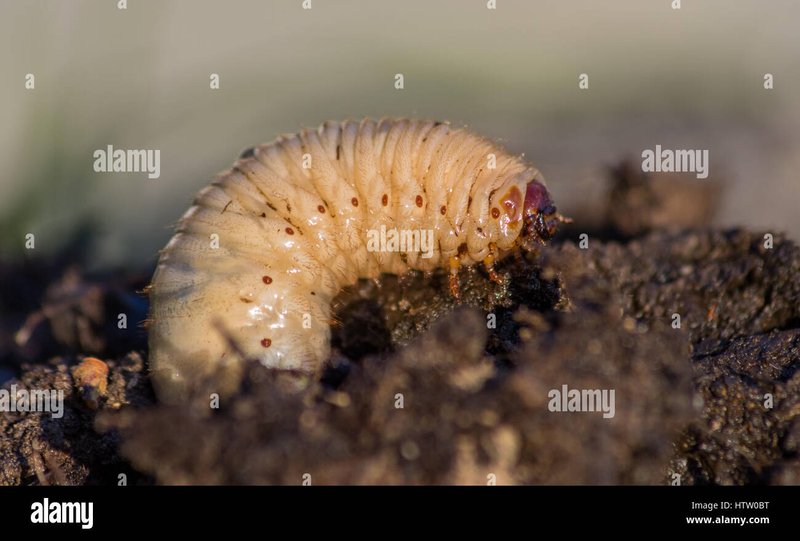 What Time Of Day Are Grub Worms Most Active?