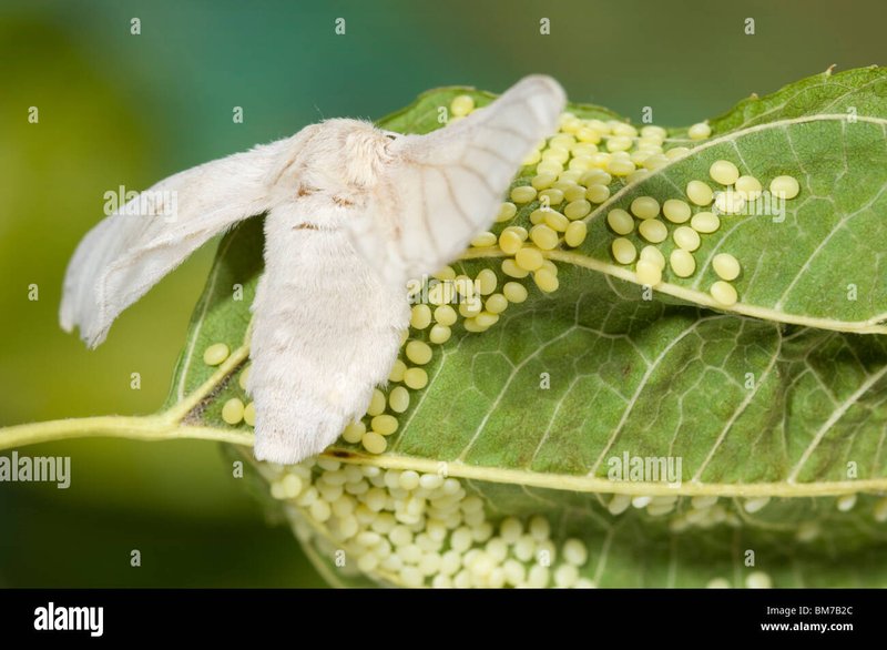 What To Do With Silkworm Moths After Egg Laying