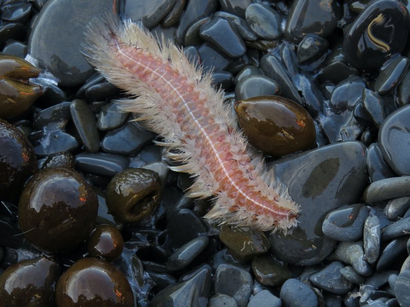 When Bristle Worm Populations Crash: What Went Wrong?
