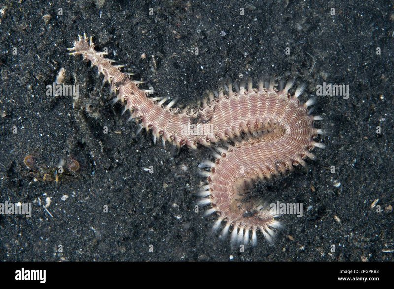 When Bristle Worm Populations Crash: What Went Wrong?