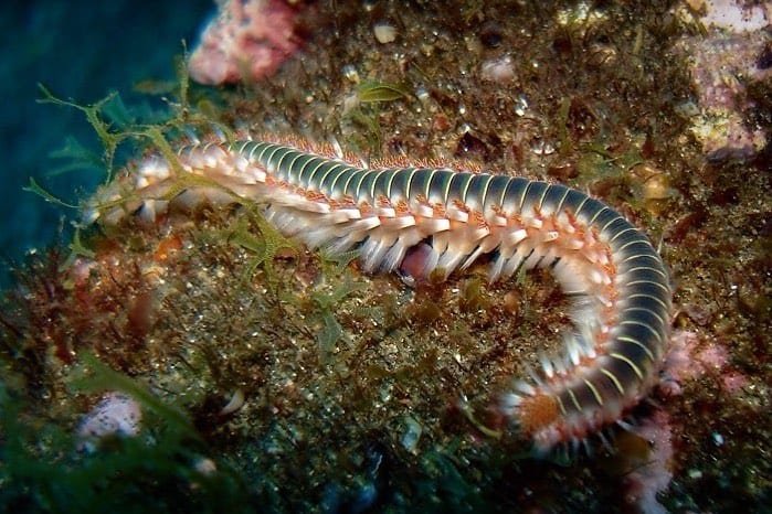 When Bristle Worm Populations Crash: What Went Wrong?