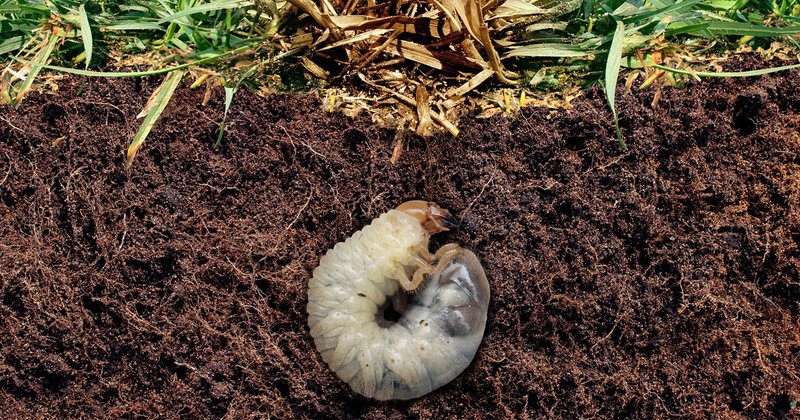 When To Apply Grub Control Treatments For Best Results