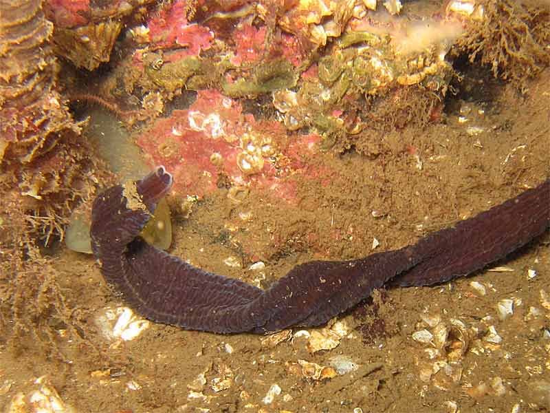 Where Bootlace Worms Are Found: Coastal Habitats Explained