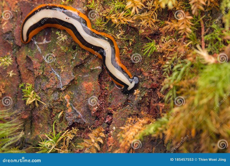 Where Hammerhead Worms Hide During The Day