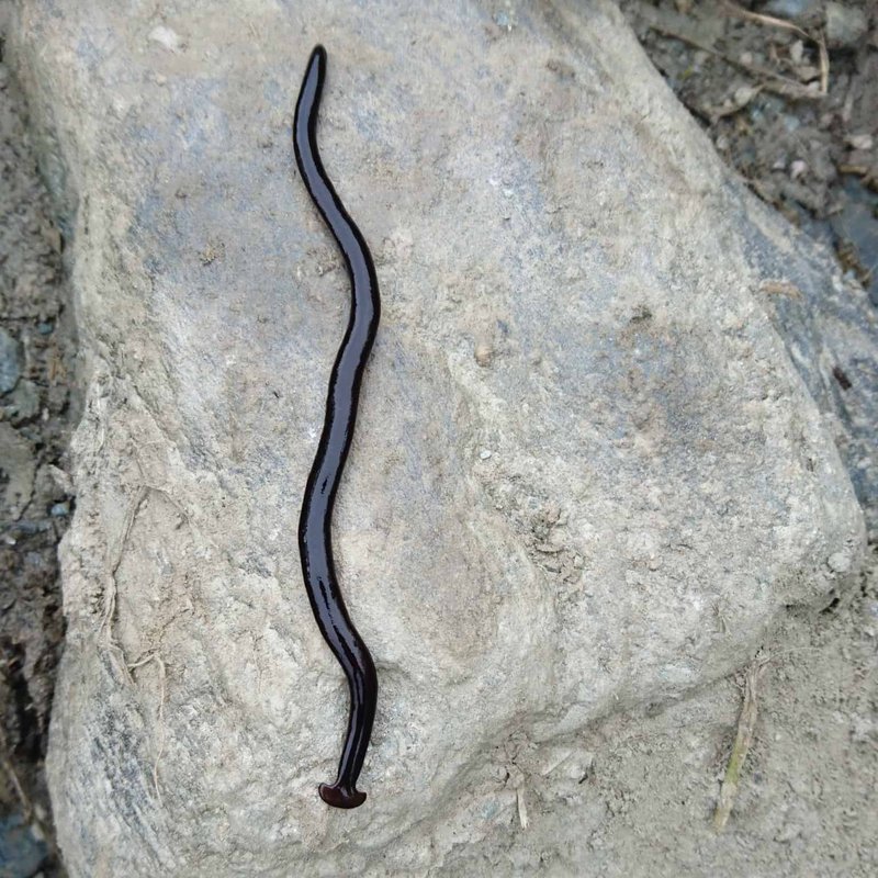 Where Hammerhead Worms Hide During The Day