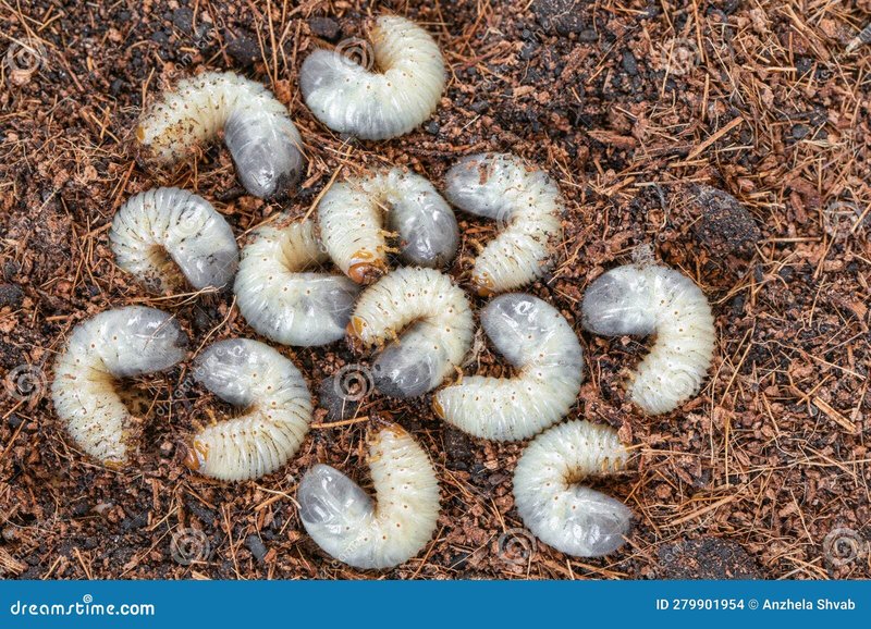 Which Beetles Are Responsible For Grub Worms?