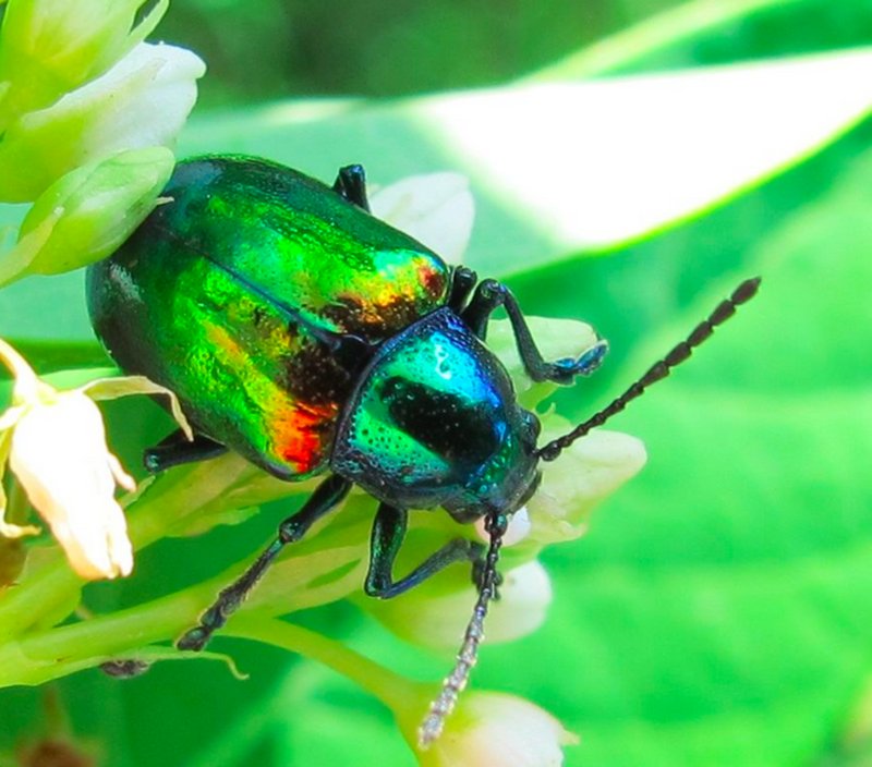 Which Beetles Are Responsible For Grub Worms?