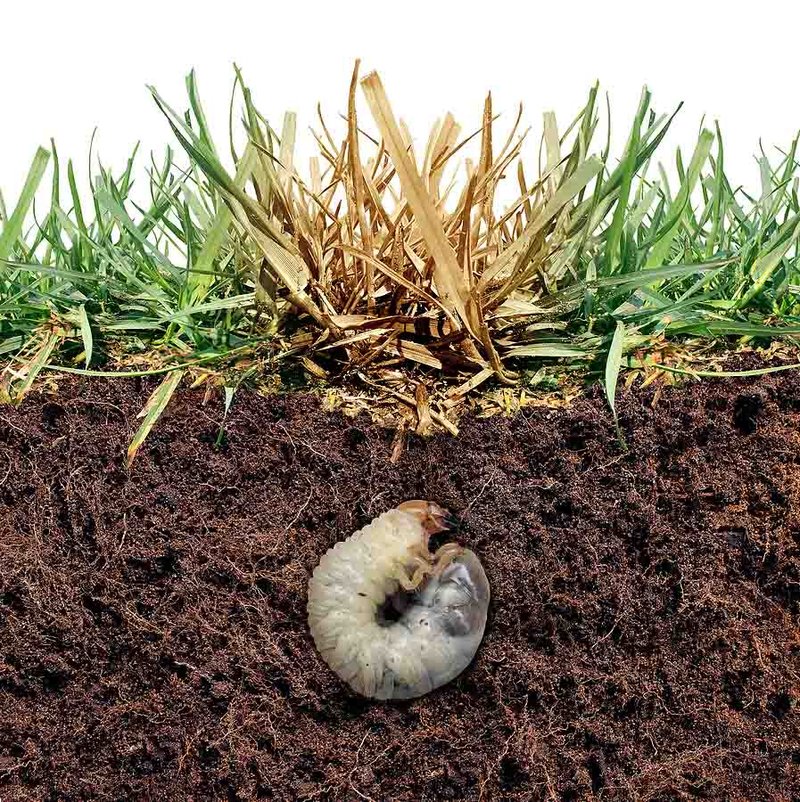 Which Lawn Types Are Most Vulnerable To Grub Worms?