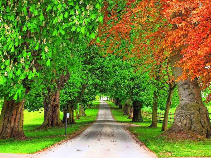 Which Trees Are Most Vulnerable To Inchworm Damage?