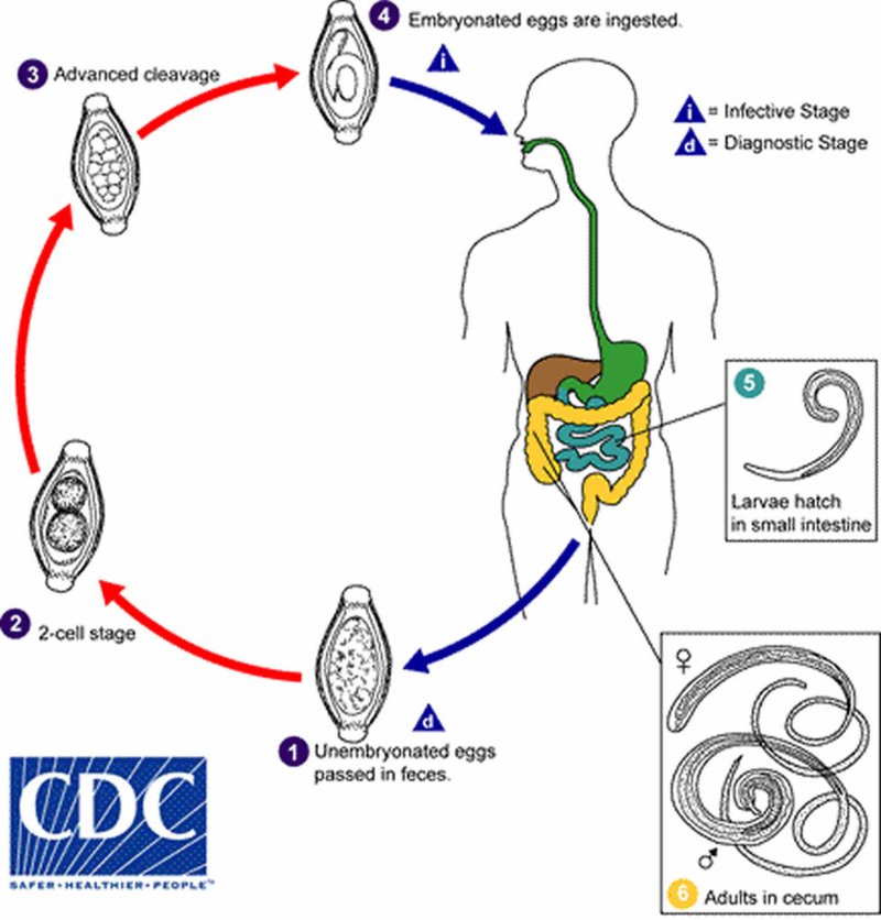 Whipworm And Its Role In Soil Or Aquatic Ecosystems