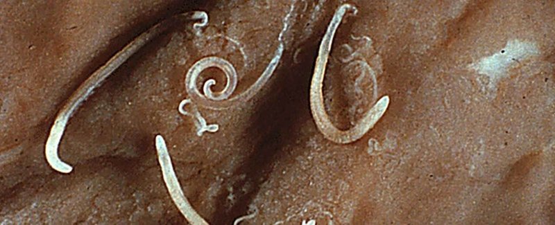 Whipworm In Captivity: Can They Be Studied Or Farmed?