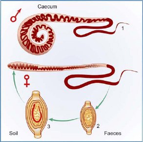 Whipworm Reproduction: Mating, Eggs, And Larvae Facts