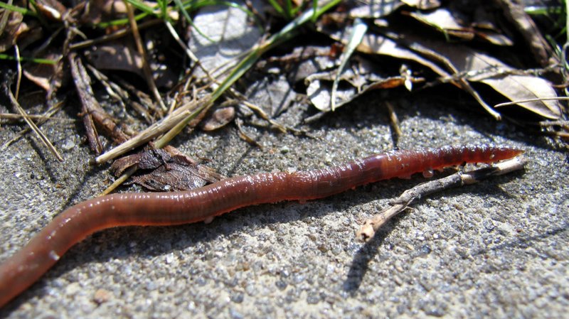 Why Earthworms Surface During Heavy Rain