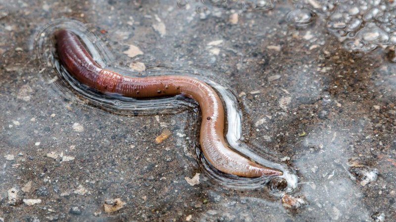 Why Earthworms Surface During Heavy Rain
