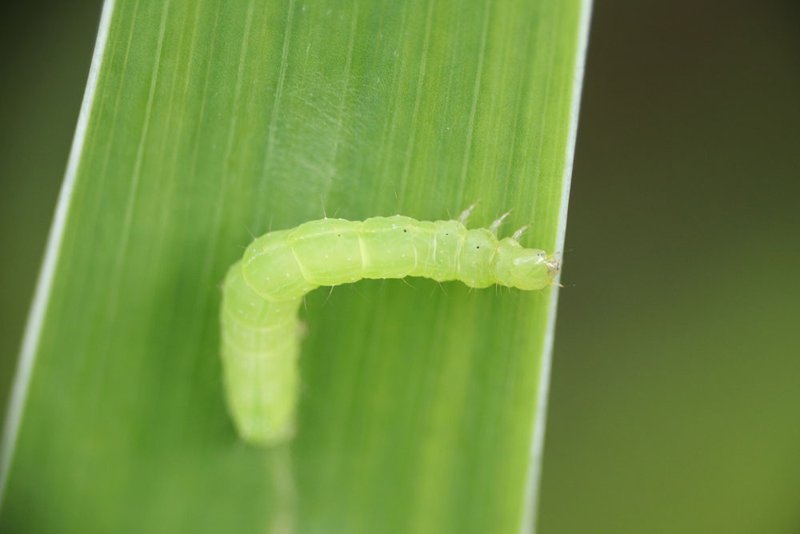 Why Inchworm Populations Spike In Early Spring