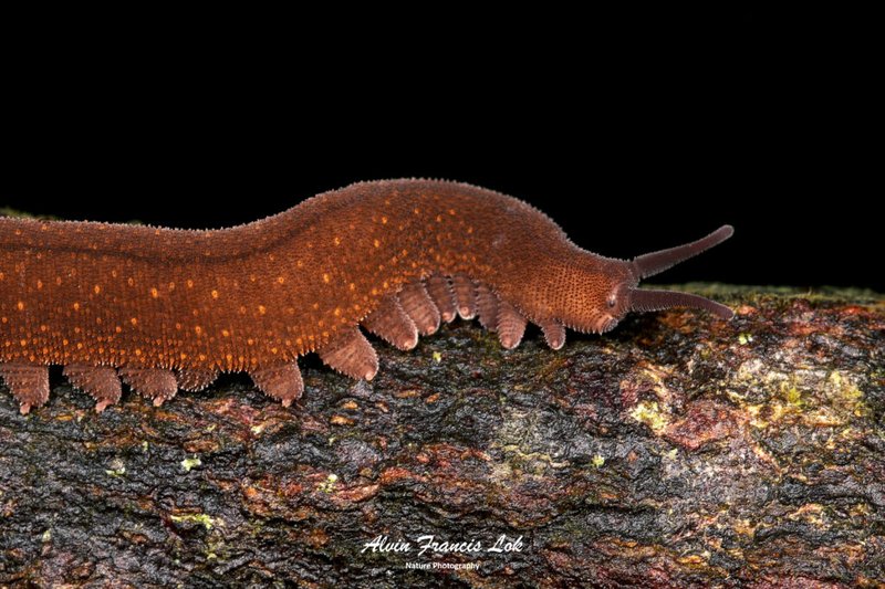 Why Velvet Worms Are Important For Biodiversity