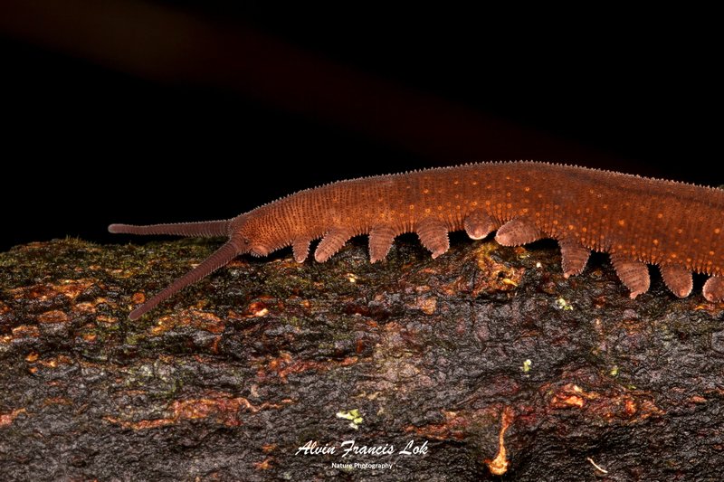 Why Velvet Worms Are Important For Biodiversity
