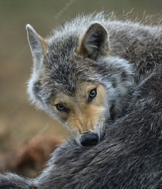 Wild Animal Grooming Behavior In Response To Wolf Worms