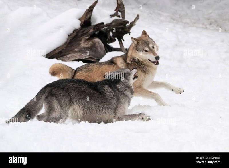 Wild Animal Grooming Behavior In Response To Wolf Worms