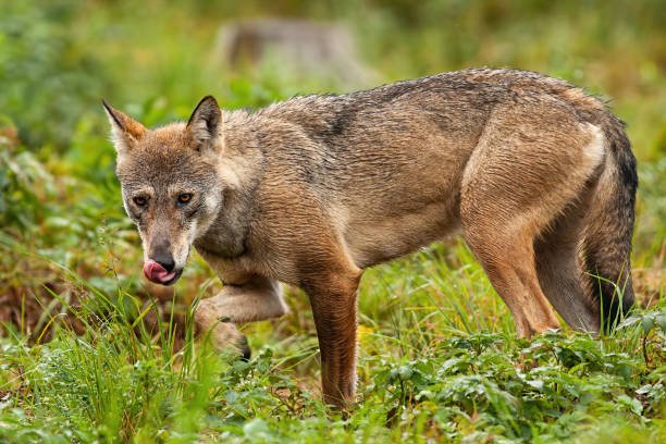 Wild Animal Grooming Behavior In Response To Wolf Worms