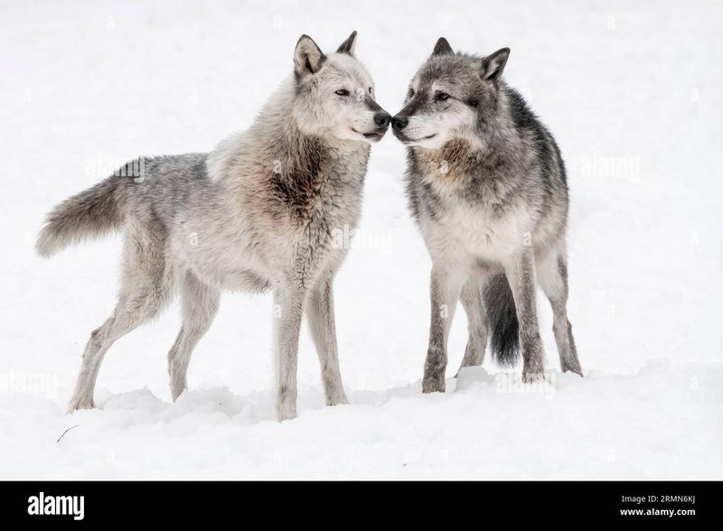 Wild Animal Grooming Behavior In Response To Wolf Worms